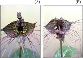 Evaluation Of Horticultural Traits And Seed Germination Of Tacca Chantrieri Andre Sciencedirect