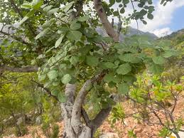 Image result for Allophylus rubifolius