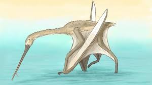 Image result for Pteris kivuensis