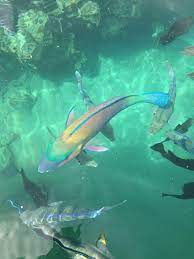 Pin By Harlow On Under The Sea Beautiful Sea Creatures Ocean Animals Ocean Creatures