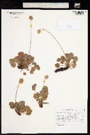 OregonFlora Image Search