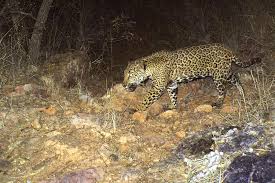 Jaguars once roamed throughout much of arizona and new mexico, even as far north as the grand canyon. The Tenuous Fate Of The Southwest S Last Jaguars Cats Along The Border High Country News Know The West