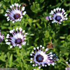 Image result for foto Osteospermum