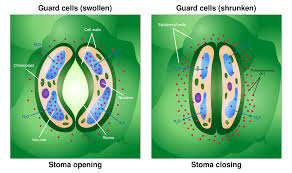 Under the electron microscope, the cell details are revealed more detailedly. Guard Cell Wikipedia