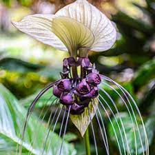 White Bat Flower Indoor And Patio Plants Michigan Bulb