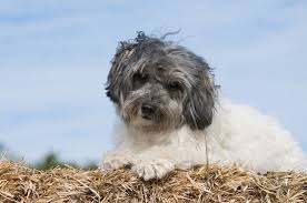 The first formal löwchen breeder is recorded as an individual named dr walthier in the early 19th century germany. Lowchen Temperament The Brave Little Lion In Your Living Room