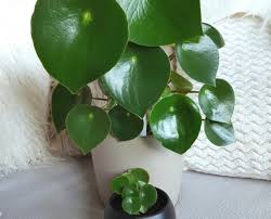 It can be alarming to notice sudden dramatic leaf drooping on your peperomia, but don't be alarmed! Peperomia Ruby Cascade Care For The Ruby Cascade Plant