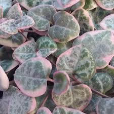 Image result for Ceropegia rubella