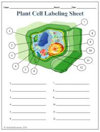 Keeping a science notebook or journal is a great way to reinforce key facts. Plant Cell Labeling Functions Science Worksheet By Techcheck Lessons