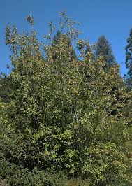 Image result for Macaria fusca