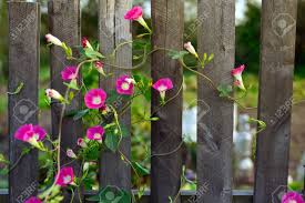I constructed a 6' wooden fence facing a busy road to keep my small kids in the backyard. Blooming Convolvulus Spread Out Across The Wooden Fence Near Grabovka Village Gomel Belarus Stock Photo Picture And Royalty Free Image Image 94024155