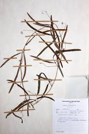 Image result for Adenia stenodactyla
