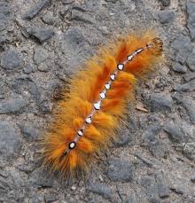 4k00.31hairy caterpillar, scientific name eupterote testacea, is a type of worm that has hair around its body and its fur is deadly poisonous, such as itchy and peeling skin. Furry Caterpillars An Identification Guide Owlcation
