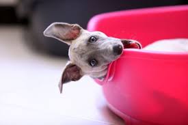 If you catch your dog chewing on something they shouldn't, interrupt the behavior with a loud noise. Stop Your Dog From Eating Everything Tips Tricks For Success