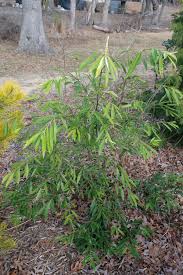 Image result for Myrianthus