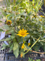 Image result for Helianthus