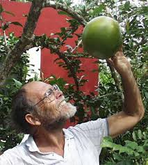 Check spelling or type a new query. Calabash Tree Crescentia Cujete