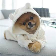 Jiff Pom Yahoo Image Search Results Cute Baby Animals Baby Animals Cute Funny Animals