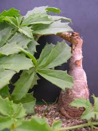 Image result for Cyphostemma quinatum