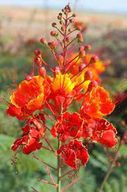 Mexican Bird Of Paradise Tucson Sod Tips 5 Plants And Trees That Grow Well In Arizona In Fall Arizona Plants Backyard Plants Plants