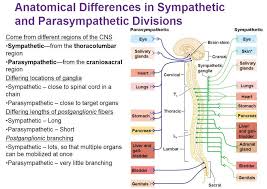 Anatomic Differences In Sympathetic And Parasympathetic Divisions Autonomic Nervous System Parasympathetic Parasympathetic Nervous System