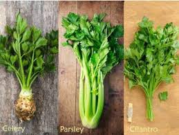 Biasanya daun ini digunakan sebagai penyedap pada masakan sup atau dijadikan sebagai meski demikian, baik basil, oregano, dan parsley semuanya masuk ke dalam keluarga daun mint. Kelanarasa Auf Twitter Nah Ini Bedanya Seledri Dgn Daun Ketumbar Bentuk Daunnya Beda Seledri Lancip Ketumbar Tidak Batangnya Ketumbar Lebih Kecil Daun Ketumbar Sangat Jarang Dipakai Dalam Masakan Traditional Indonesia Https T Co E4fvvklmzz