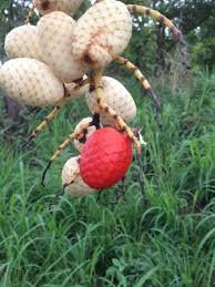 Image result for Eremospatha cuspidata