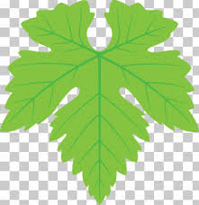 Polish your personal project or design with these green grapes transparent png images, make it even more personalized and more attractive. Green Grapes Png Images Green Grapes Clipart Free Download