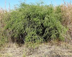 Image result for Asparagus laricinus