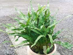 Image result for Lepisorus