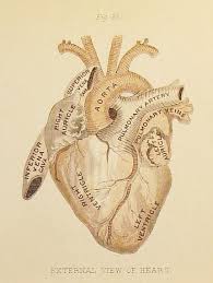 Anatomical Heart I Love This For A Tattoo I Love Anatomy And It Has Always Been My Favorite Part Of Scienc Medical Illustration Anatomy Art Anatomical Heart