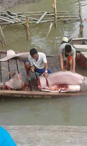 Ikan ini mengandung banyak nutrisi yang baik untuk tubuh. Jokowi Ikan Putri Duyung Hanya Cerita Begini 20 Fakta Sebenarnya Tentang Duyung Mongabay Co Id Mongabay Co Id