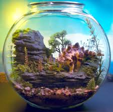 Miniature Dinosaur Gardens Images Pet Stegosaurus Dinosaur Mini Zen Garden Terrarium Diorama Mini Zen Garden Zen Garden Design Garden Terrarium