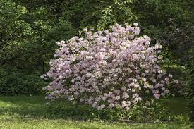 We did not find results for: Rhododendrons For Cold Climates Choosing Zone 4 Rhododendrons