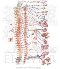 Image result for Sympathetic Nervous System