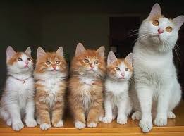 Sarman Kedi Cute Kittens Cok Sirin Hayvanlar Kediler Ve Yavrulari