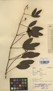 Image result for Sphenostylis erecta