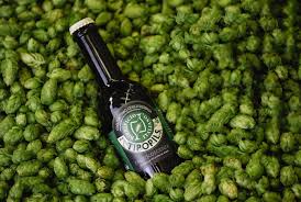 Maybe you would like to learn more about one of these? The Best Craft Beers From Italy Gear Patrol