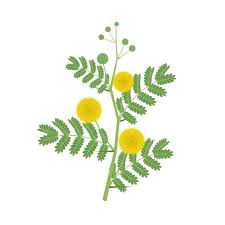 Image result for Acacia nilotica