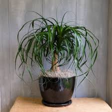 Image result for Beaucarnea recurvata