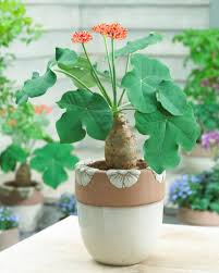Image result for Jatropha podagrica