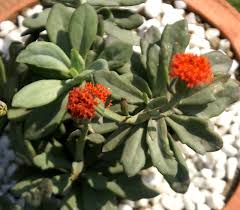 Image result for Kleinia fulgens