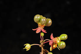 Image result for Campylospermum