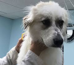 If you're interested in getting dog grooming services, we can help. Pet Grooming Daycare Boarding Happy Paws Salon