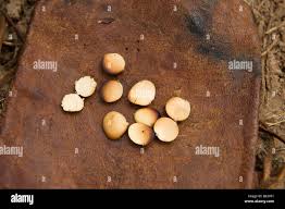 Image result for Tylosema