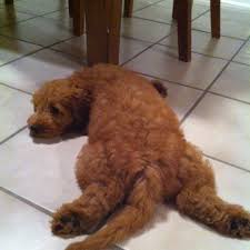 This dog originated in germany and was. Penny The Golden Doodle Sleeping Goldendoodle Doodles Cocker Spaniel Golden