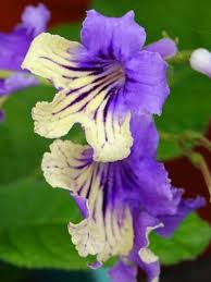 Image result for Streptocarpus kamerunensis