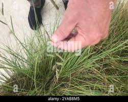 Image result for Paspalum plicatulum