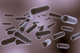 Image result for Corynebacterium