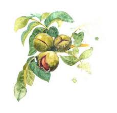 Hulda clark discovered that many of our diseases are caused by combination of toxins compromising the immune defenses of a particular body organ and then a particular parasite taking advantage of that lowered immunity to establish itself in that organ. Dr Hulda Clark Life And Discoveries